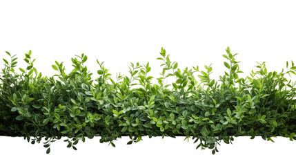 Obraz premium Beautiful bushes of various colors On a pure png background
