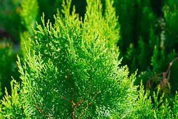 The beautiful fresh juniper branches in the ray on the blurred greenery background
