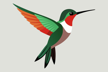 Humming bird vector art and illustration