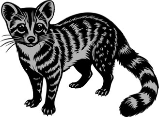 luwak, illustration of a civet, vector art, isolated on white.