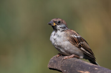 Eurasian tree sparrow, Passer montanus. A bird sits on a tree branch