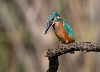 Common kingfisher, Alcedo atthis. A bird is looking at the river, waiting for a fish