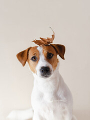 Cute Jack Russell Terrier dog sitting with an autumn leaf on his head on a beige background. Funny autumn puppy portrait