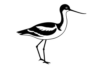 Avocet Bird vector art and illustration