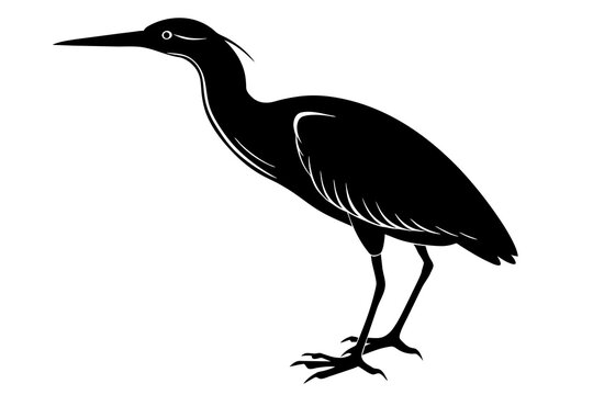 recommend clip art: Bittern vector art and illustration
