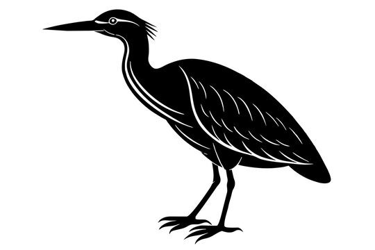 recommend clip art: Bittern vector art and illustration