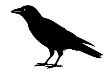   crow vector art and illustration