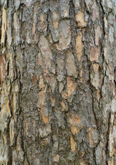 Bark pattern is seamless texture from tree. For background