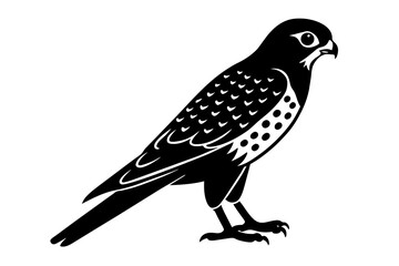 kestrel Bird vector art and illustration