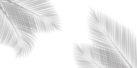 Soft shadows of palm leaves or coconut leaves. Shadows of tropical trees. copy space white background