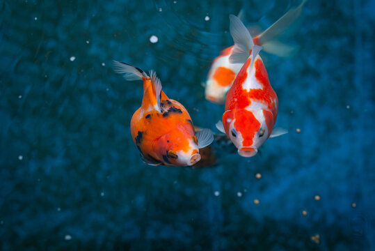Tamasaba Goldfish eating food