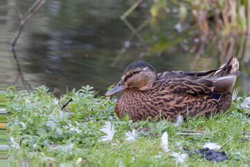 The mallard or wild duck (Anas platyrhynchos)Horens park