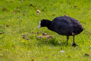 The Eurasian coot (Fulica atra), also known as the common coot.Hornes park,Denmark