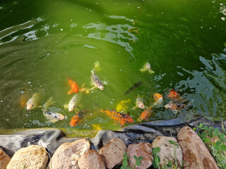 Hungrige Koi Fische im Teich voller Algen