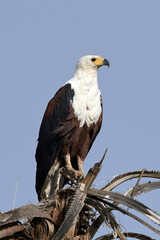 African fish eagle (Haliaeetus vocifer)
