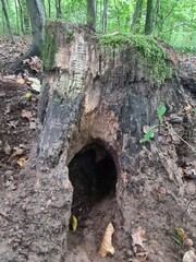 wood hole in a forest in Berlin Treptow