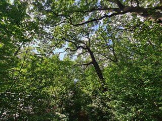 trees in the Plänterwald Forest in Berlin Treptow/Köpenick