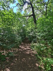 Obraz premium nature path in the Plänterwald Forest in Berlin Treptow/Köpenick