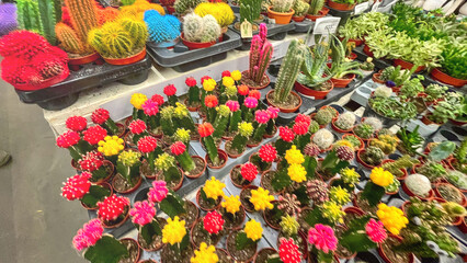 Moscow, March 19 2024, A colorful assortment of cacti and succulents are displayed in a nursery. The plants are arranged in various colors and sizes, creating a vibrant and lively atmosphere.
