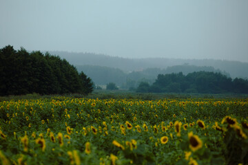 Field of sunflowers after the rain.