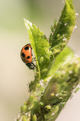 テントウムシの捕食