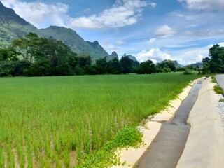 Serene landscape of green rice fields with mountain in the background, a clear sky with scattered clouds and a narrow irrigation canal running alongside the fields