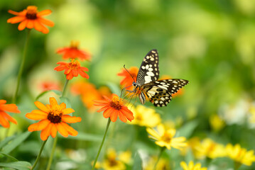 Beautiful butterfly with colorful flower garden in spring season