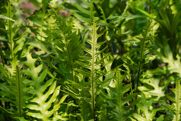 Green Pimple fern leaf plant in ornamental garden with sunlight