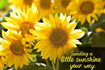 Obraz premium Vibrant greeting card with a heartfelt message, surrounded by blooming sunflowers under bright, natural light