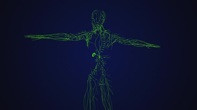 The lymphatic system in the human body