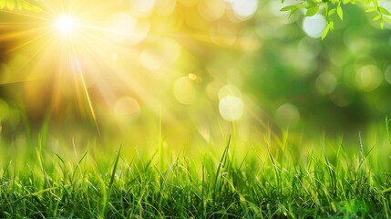 Obraz premium Sunshine Through Green Grass