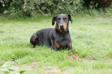 Doberman dogs in a garden meadow Cornwall England uk