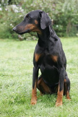 Obraz premium Doberman dogs in a garden meadow Cornwall England uk