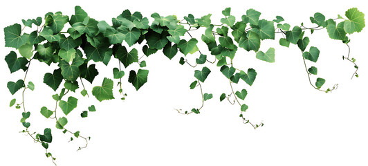 Fototapeta premium Bush grape or three-leaved wild vine cayratia (Cayratia trifolia) liana ivy plant bush, nature frame jungle border Transparent background png