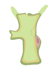 Vector isolated illustration of hydra structure on white background.