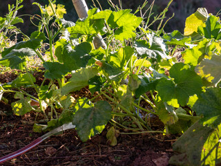 flowers in the garden