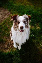 A white and brown Border Collie dog sitting on green grass. The photo has warm and vibrant colors.