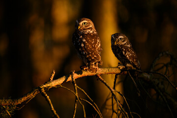 Little owl (Athene noctua) in the forest