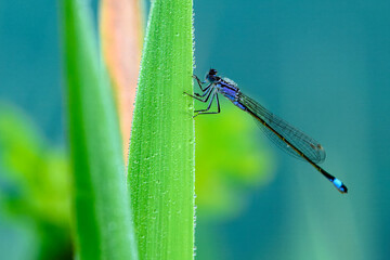 Azure damselfly (Coenagrion puella) close up