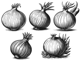 Illustration of five detailed onions in black and white. Vector, generative ai.