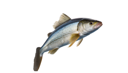 fish jumping out of water with splashes isolated on white background. Generative AI.