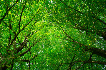 Green leaf blurred background. Bokeh nature background. Green leaf in forest. Leaves blurred backdrop. Bokeh green background. Leaves plants blurred backdrop.
