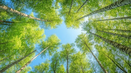 Fototapeta premium A vibrant canopy of green leaves reaches upward, surrounded by tall, slender tree trunks against a clear blue sky.