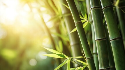 Soft sunlight filters through a cluster of bamboo stalks, capturing their serene beauty and vibrant green color.