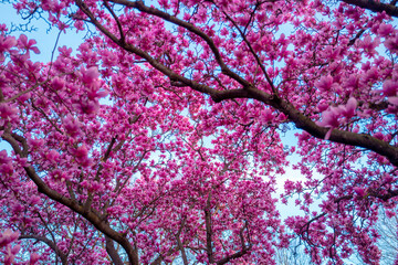 Spring pattern with blossom brunch of Magnolia. Spring bloom magnolia tree flowers. Blossom magnolia flower.