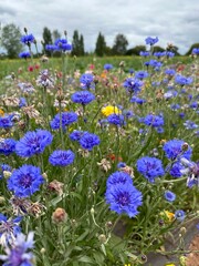 Blue cornflower wild flowers growing in a field