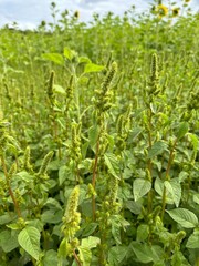 Redroot pigweed growing in a field