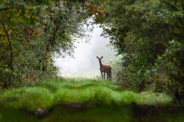 Biche foret