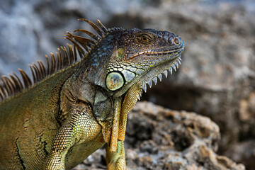 Iguana dragon. Iguana lizard on a stone. Green lizards iguana. Big iguana on an nature.