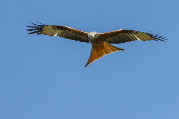 Red kite in flight